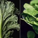 kale-spinach-636